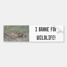 A6 Bebe Antilope Pronghorn