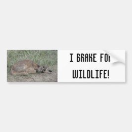 Adesivo Para Carro A6 Bebe Antilope Pronghorn