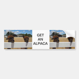 Adesivo Para Carro Alpacas em Templeton, Califórnia