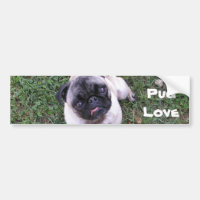 Amor do Pug