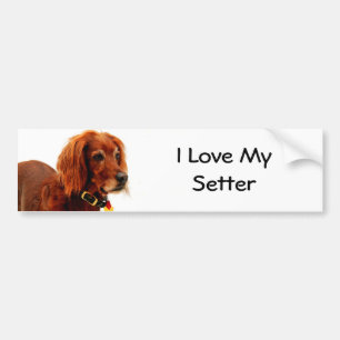 Adesivo Para Carro Amor do setter