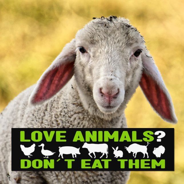 Adesivo Para Carro Animais de Amor? Não coma, Ativismo Vegan (Criador carregado)