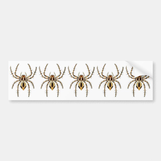 Adesivo Para Carro Aranha do lince (Frente)