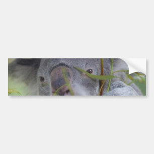 Adesivo Para Carro Autocolante no vidro traseiro australiano do Koala