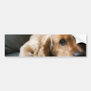 Adesivo Para Carro Autocolante no vidro traseiro de cocker spaniel