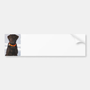 Adesivo Para Carro Autocolante no vidro traseiro de Labrador do