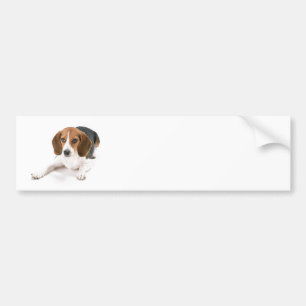 Adesivo Para Carro Autocolante no vidro traseiro do cão do lebreiro