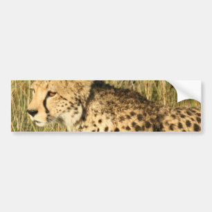 Adesivo Para Carro Autocolantes no vidro traseiro Prowling da chita