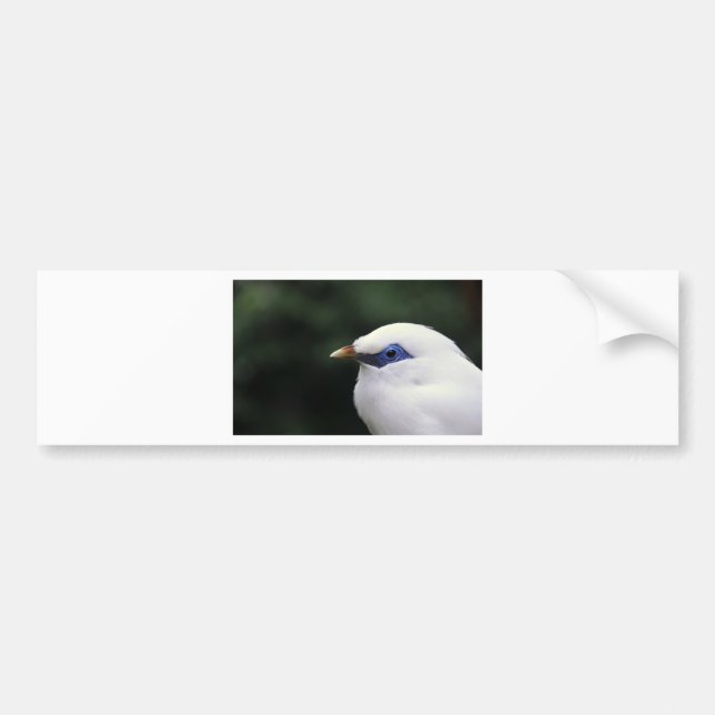 Adesivo Para Carro Aves (Frente)