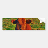 BABY BROWN COW EAING