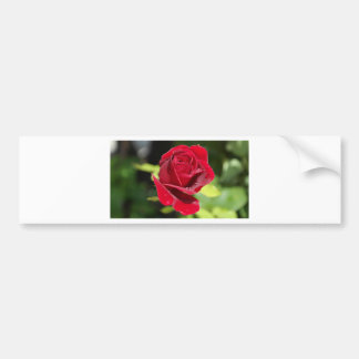 Adesivo Para Carro Bela Rosa vermelha Profunda