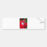 Beleza Delicada: Flor Vermelho com Pena Branca