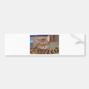 Adesivo Para Carro Bengal de sorriso