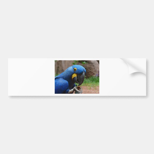 Adesivo Para Carro blauaras (Frente)