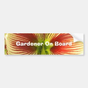 Adesivo Para Carro Borboleta Amaryllis