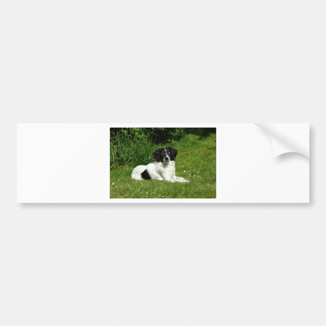 Adesivo Para Carro Border Collie (Frente)
