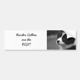 Adesivo Para Carro Border Collies são os MELHORES!