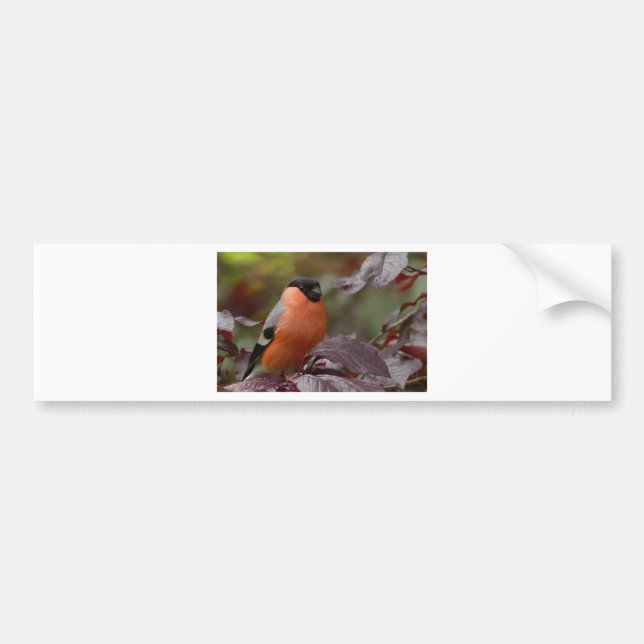 Adesivo Para Carro Bull Finch (Frente)