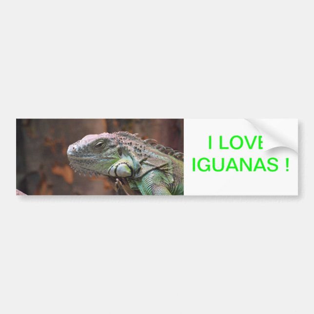 Adesivo Para Carro Bumper Sticker com lagarto Iguana colorido (Frente)