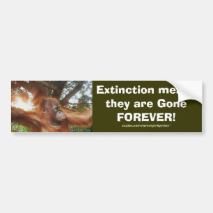 Adesivo Para Carro Bumper Sticker ORANGUTANS COM PERIGO
