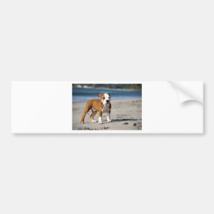 Adesivo Para Carro cachorrinho inglês na praia