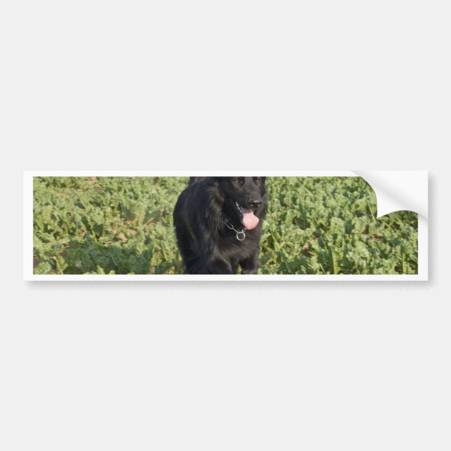 Adesivo Para Carro Cachorro Negro (Frente)