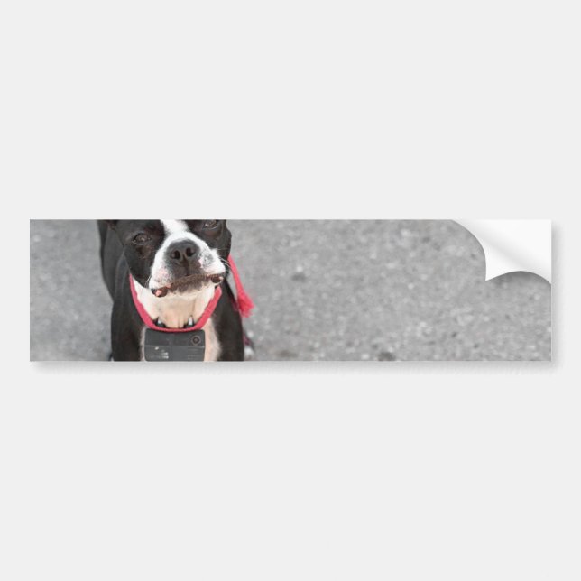 Adesivo Para Carro Cão de Boston Terrier (Frente)