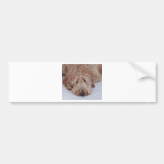 Adesivo Para Carro Cão triste, só, adorável, & bonito de GoldenDoodle