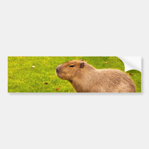 Adesivo Para Carro Capivara