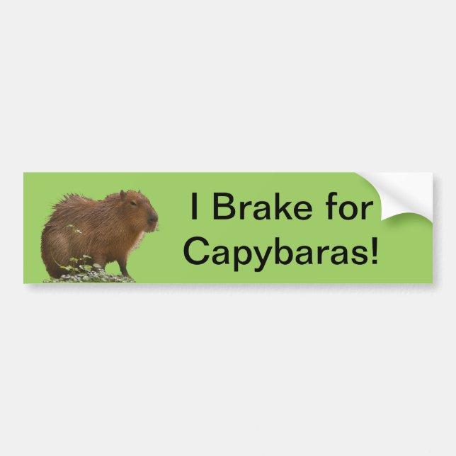 Adesivo Para Carro Capybara (Frente)