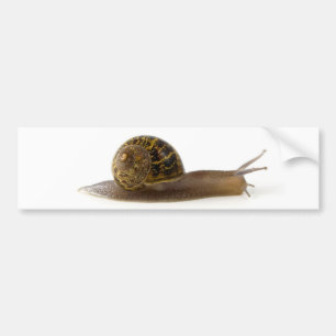 Adesivo Para Carro caracol