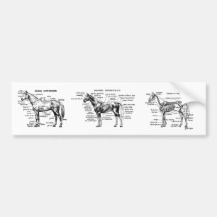 Adesivo Para Carro Cavalo