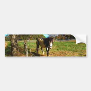 Adesivo Para Carro Cavalo Pintado,
