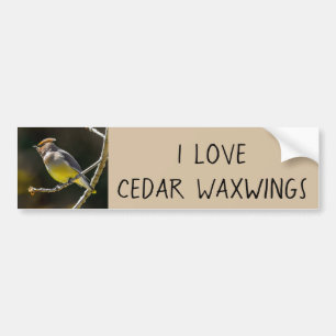 Adesivo Para Carro Cedar Waxwing Songbird Original Foto de Pássaro Se