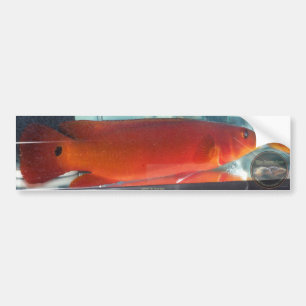 Adesivo Para Carro Cichlidae vermelha de Pike