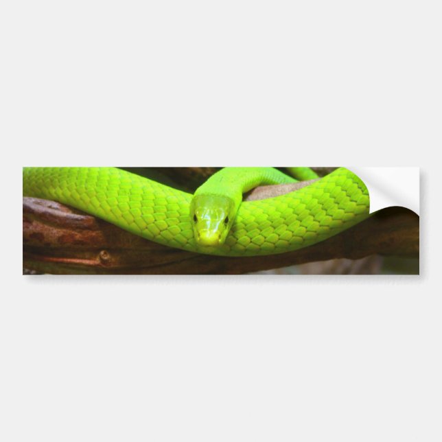 Adesivo Para Carro Cobra Green Mamba Animal Scary Party Destiny (Frente)