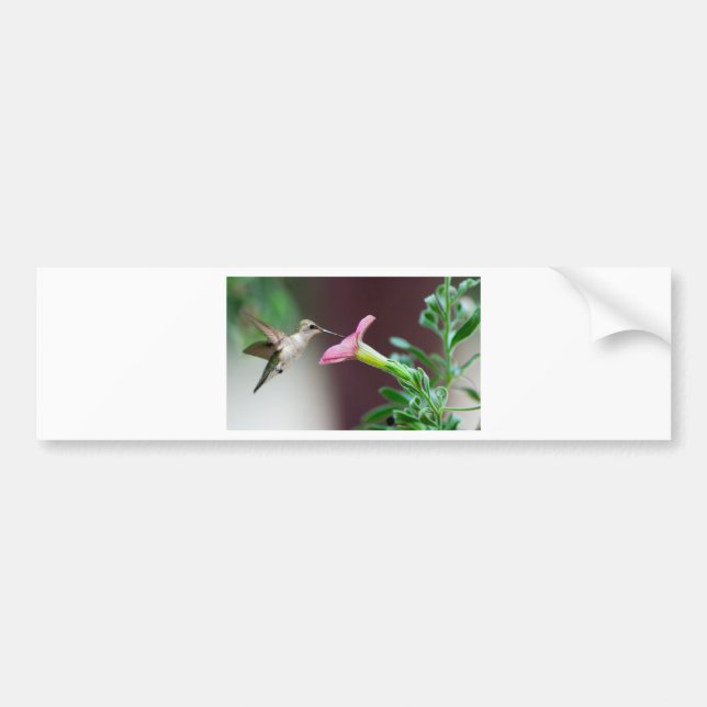 Adesivo Para Carro colibri (Frente)