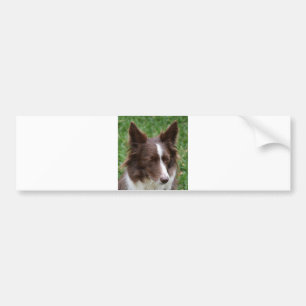 Adesivo Para Carro collie de borda p8