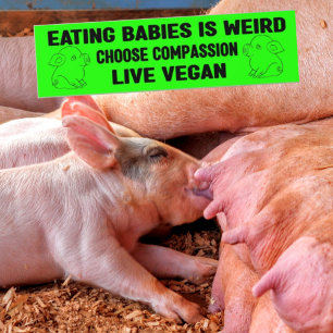 Adesivo Para Carro Comer Bebês é estranho, Ativismo Vegano.