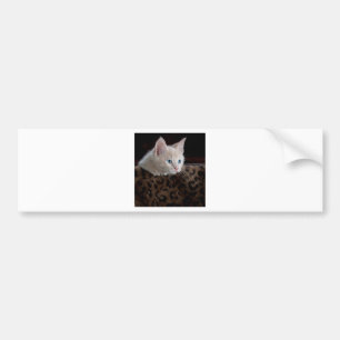Adesivo Para Carro Creme Kitten com Belos Olhos Azuis