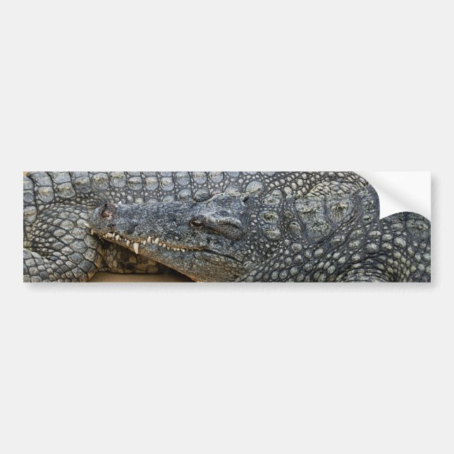 Adesivo Para Carro Crocodilos (Frente)