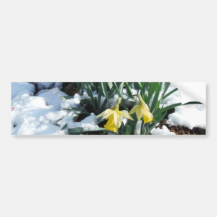 Adesivo Para Carro Daffodilos amarelos na neve