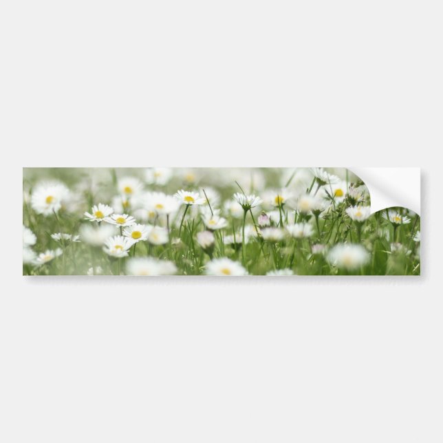 Adesivo Para Carro Daisy Meadow (Frente)