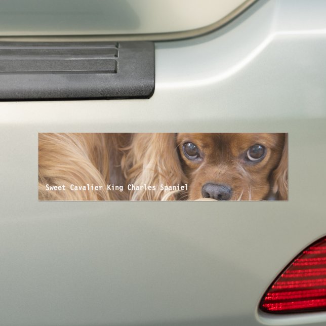 Adesivo Para Carro Doce Ruby Cavalier King Charles Spaniel (No carro)