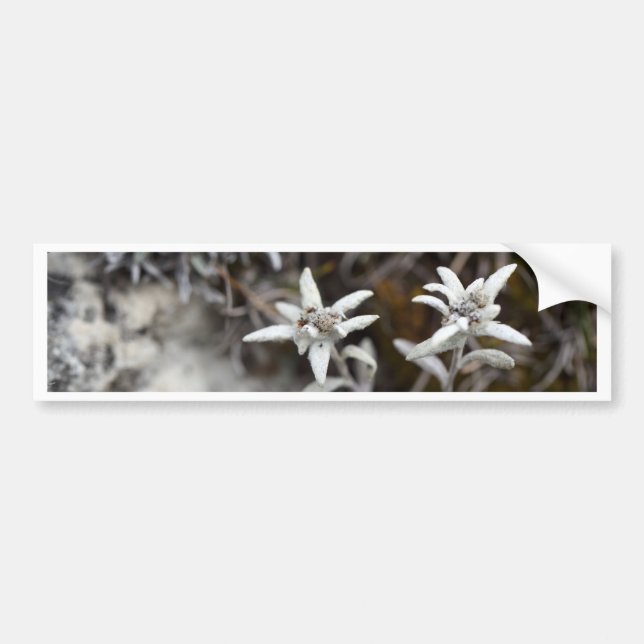 Adesivo Para Carro Edelweiss alpino (Frente)