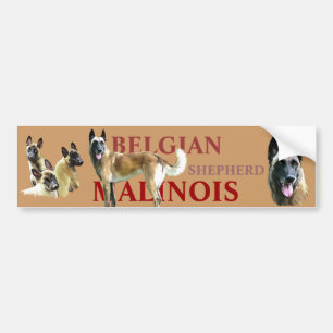 Adesivo Para Carro etiqueta para automóvel belgian shepherd malinois