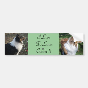 Adesivo Para Carro Eu Vivo Para Amar Collies!