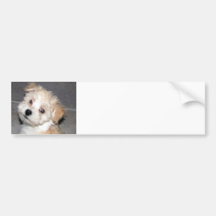 Adesivo Para Carro Filhote de cachorro de Havanese