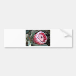 Adesivo Para Carro Flor cor-de-rosa do protea na flor