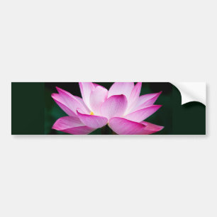 Adesivo Para Carro Flor de Lotus Rosa